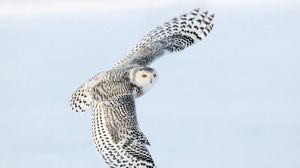 Preview wallpaper owl, wings flap, sky, bird, predator