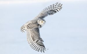 Preview wallpaper owl, wings flap, sky, bird, predator