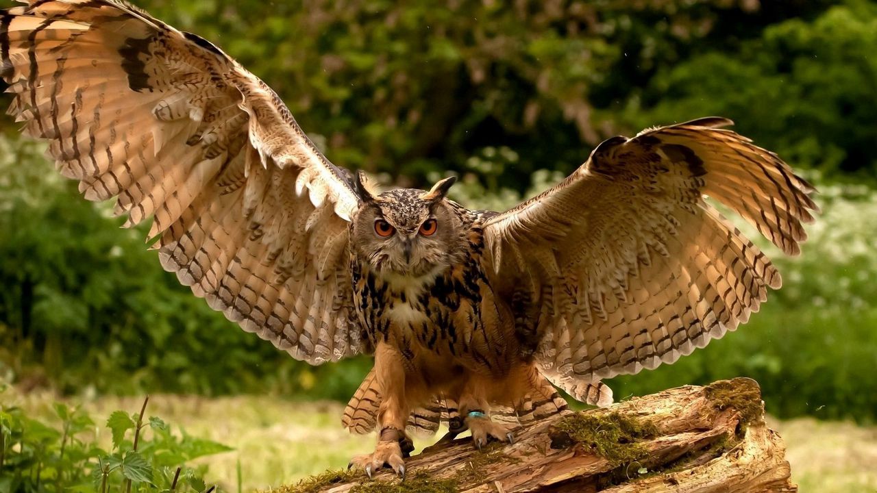 Wallpaper owl, wings, flapping, predator
