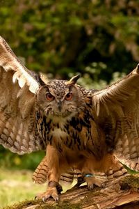 Preview wallpaper owl, wings, flapping, predator