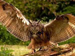Preview wallpaper owl, wings, flapping, predator