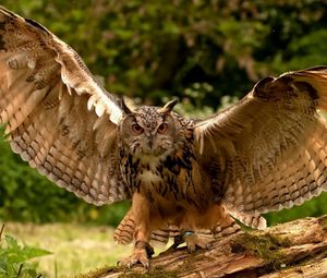 Preview wallpaper owl, wings, flapping, predator