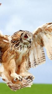 Preview wallpaper owl, wings, landing, bird, blur