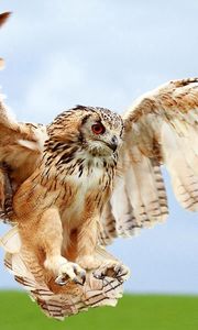 Preview wallpaper owl, wings, landing, bird, blur