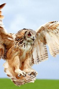 Preview wallpaper owl, wings, landing, bird, blur