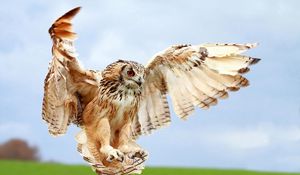 Preview wallpaper owl, wings, landing, bird, blur