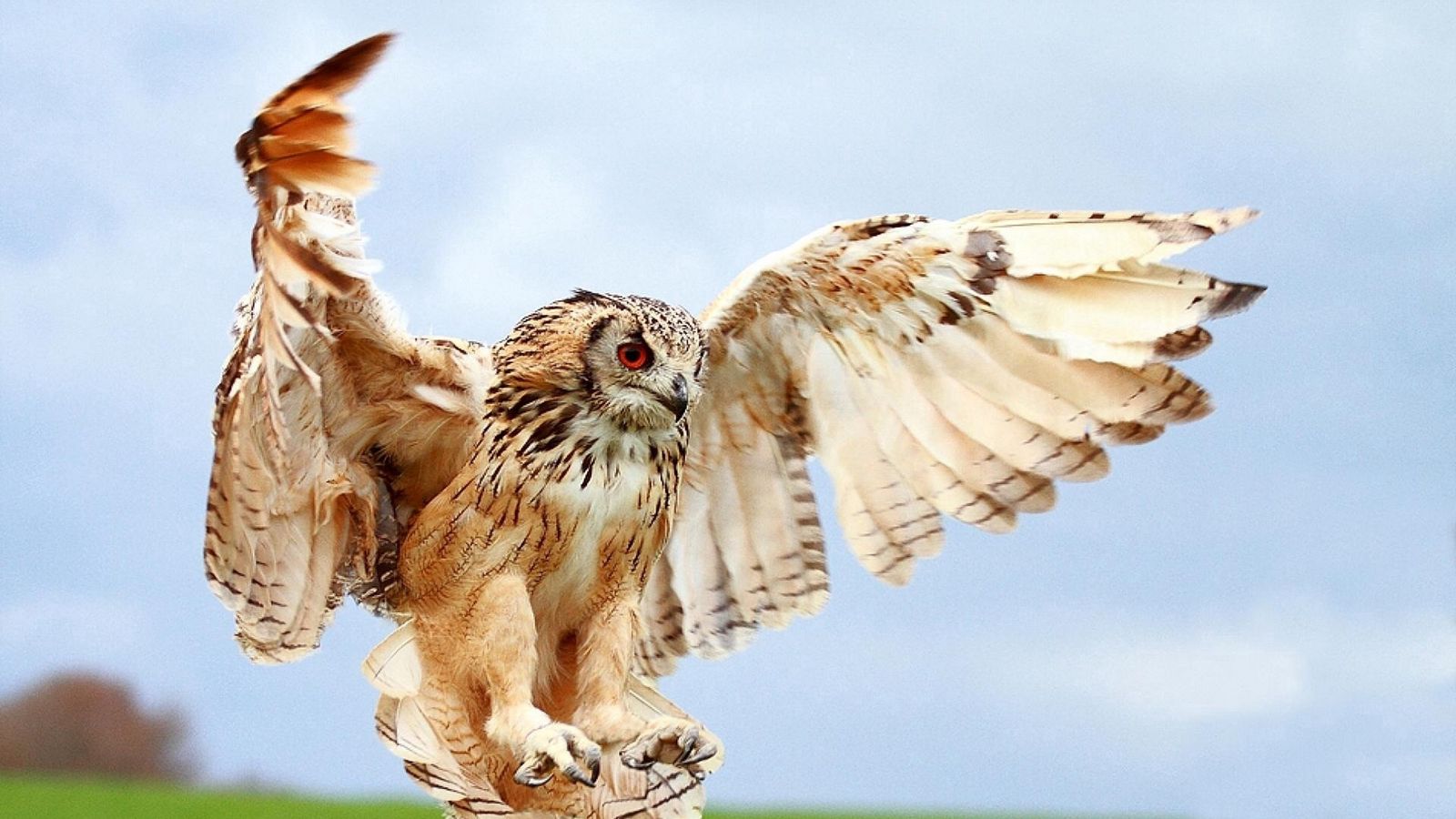 Download wallpaper 1600x900 owl, wings, landing, bird, blur widescreen