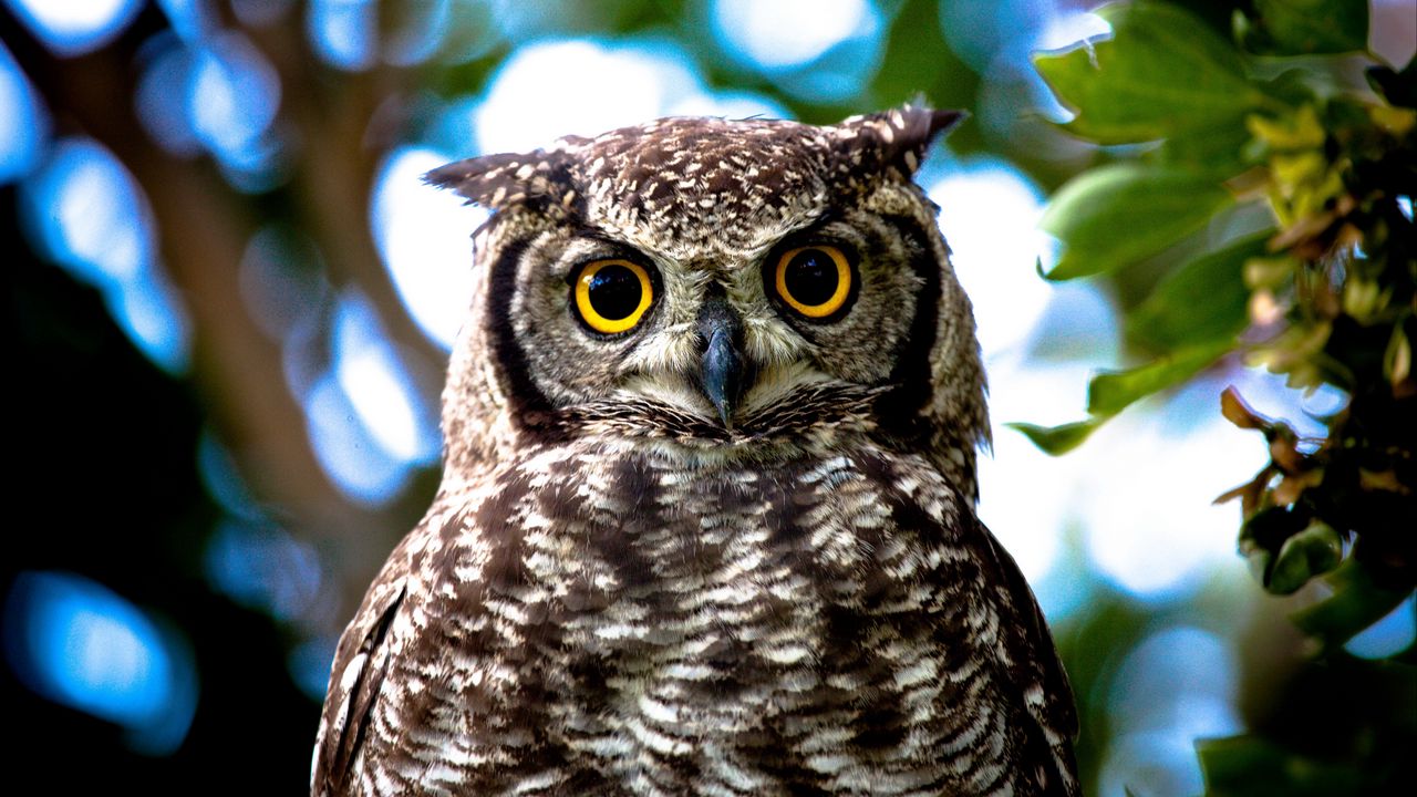 Wallpaper owl, yellow, eyes, close-up