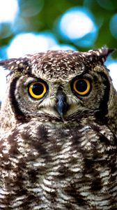Preview wallpaper owl, yellow, eyes, close-up