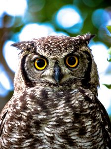 Preview wallpaper owl, yellow, eyes, close-up