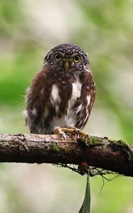 Preview wallpaper owlet, bird, branch, wildlife