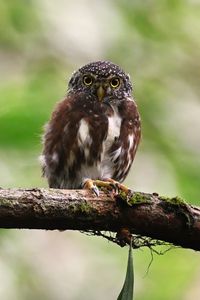 Preview wallpaper owlet, bird, branch, wildlife