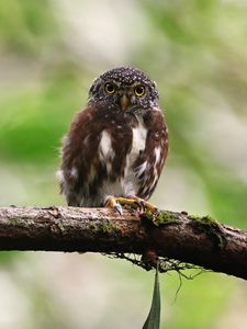 Preview wallpaper owlet, bird, branch, wildlife