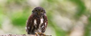 Preview wallpaper owlet, bird, branch, wildlife