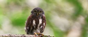 Preview wallpaper owlet, bird, branch, wildlife
