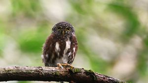 Preview wallpaper owlet, bird, branch, wildlife