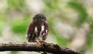 Preview wallpaper owlet, bird, branch, wildlife