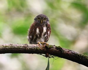 Preview wallpaper owlet, bird, branch, wildlife