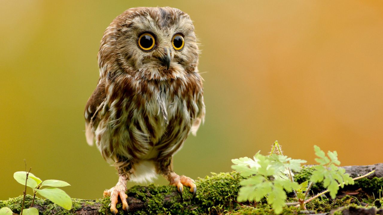 Wallpaper owlet, owl, branch, bird, rock