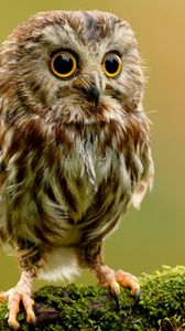 Preview wallpaper owlet, owl, branch, bird, rock