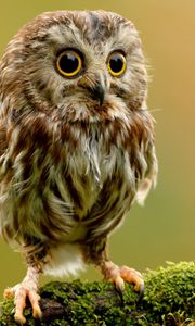 Preview wallpaper owlet, owl, branch, bird, rock