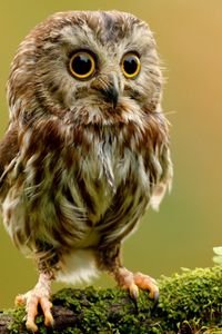 Preview wallpaper owlet, owl, branch, bird, rock