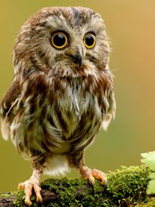 Preview wallpaper owlet, owl, branch, bird, rock