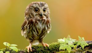 Preview wallpaper owlet, owl, branch, bird, rock