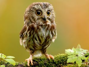 Preview wallpaper owlet, owl, branch, bird, rock