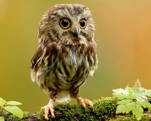 Preview wallpaper owlet, owl, branch, bird, rock