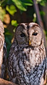 Preview wallpaper owls, birds, predators, sit