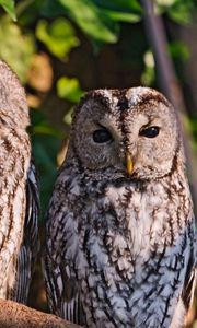 Preview wallpaper owls, birds, predators, sit