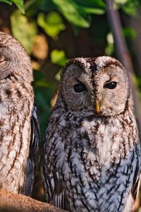 Preview wallpaper owls, birds, predators, sit