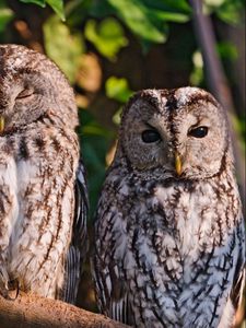 Preview wallpaper owls, birds, predators, sit