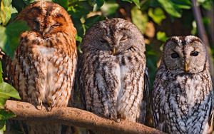 Preview wallpaper owls, birds, predators, sit