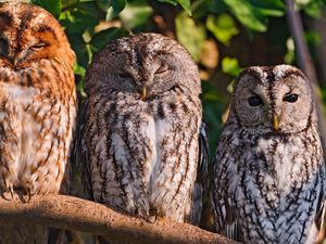 Preview wallpaper owls, birds, predators, sit