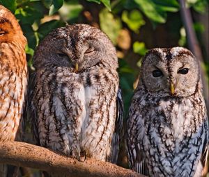 Preview wallpaper owls, birds, predators, sit
