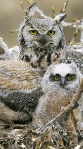 Preview wallpaper owls, birds, predators, tree, branches