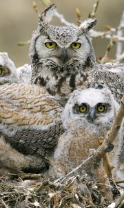 Preview wallpaper owls, birds, predators, tree, branches