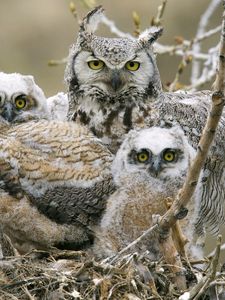 Preview wallpaper owls, birds, predators, tree, branches