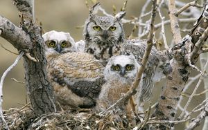 Preview wallpaper owls, birds, predators, tree, branches