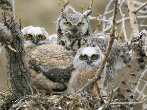 Preview wallpaper owls, birds, predators, tree, branches