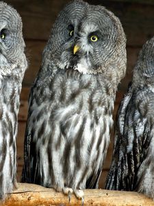 Preview wallpaper owls, birds, three, predators