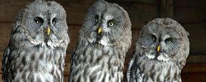 Preview wallpaper owls, birds, three, predators