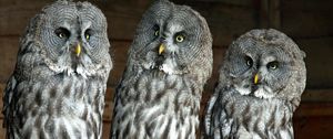 Preview wallpaper owls, birds, three, predators