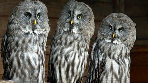 Preview wallpaper owls, birds, three, predators