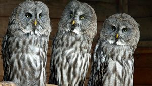 Preview wallpaper owls, birds, three, predators