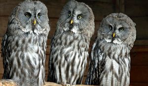 Preview wallpaper owls, birds, three, predators