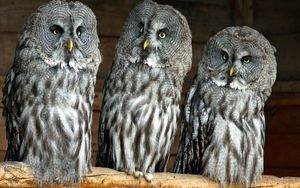 Preview wallpaper owls, birds, three, predators