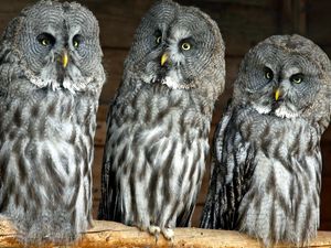 Preview wallpaper owls, birds, three, predators